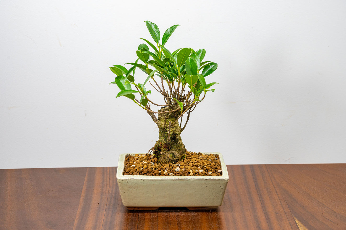 Banyan Fig Bonsai  Broom Style - 18cm Cream Ceramic Pot + Care Kit