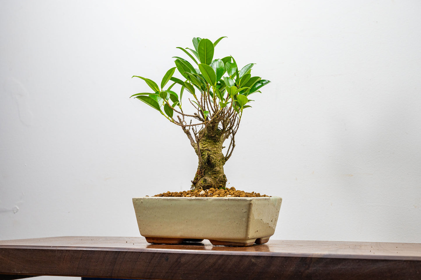 Banyan Fig Bonsai  Broom Style - 18cm Cream Ceramic Pot + Care Kit
