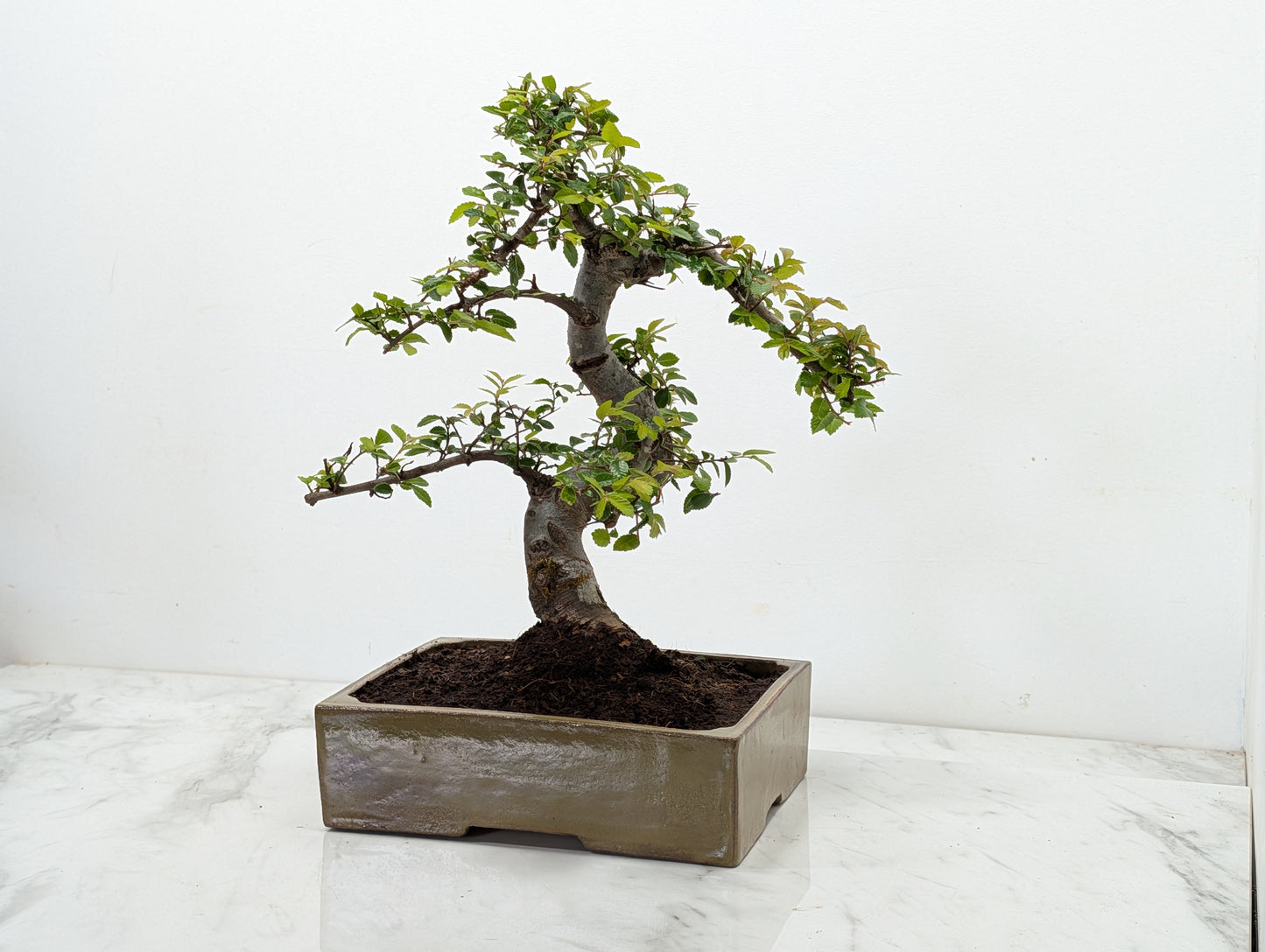 Chinese Elm Bonsai and Care Kit in 22cm Tundra Ceramic Dish