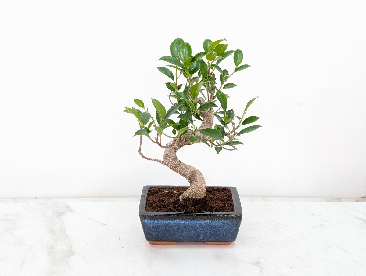 Banyan Fig Bonsai -15cm Navy Pot
