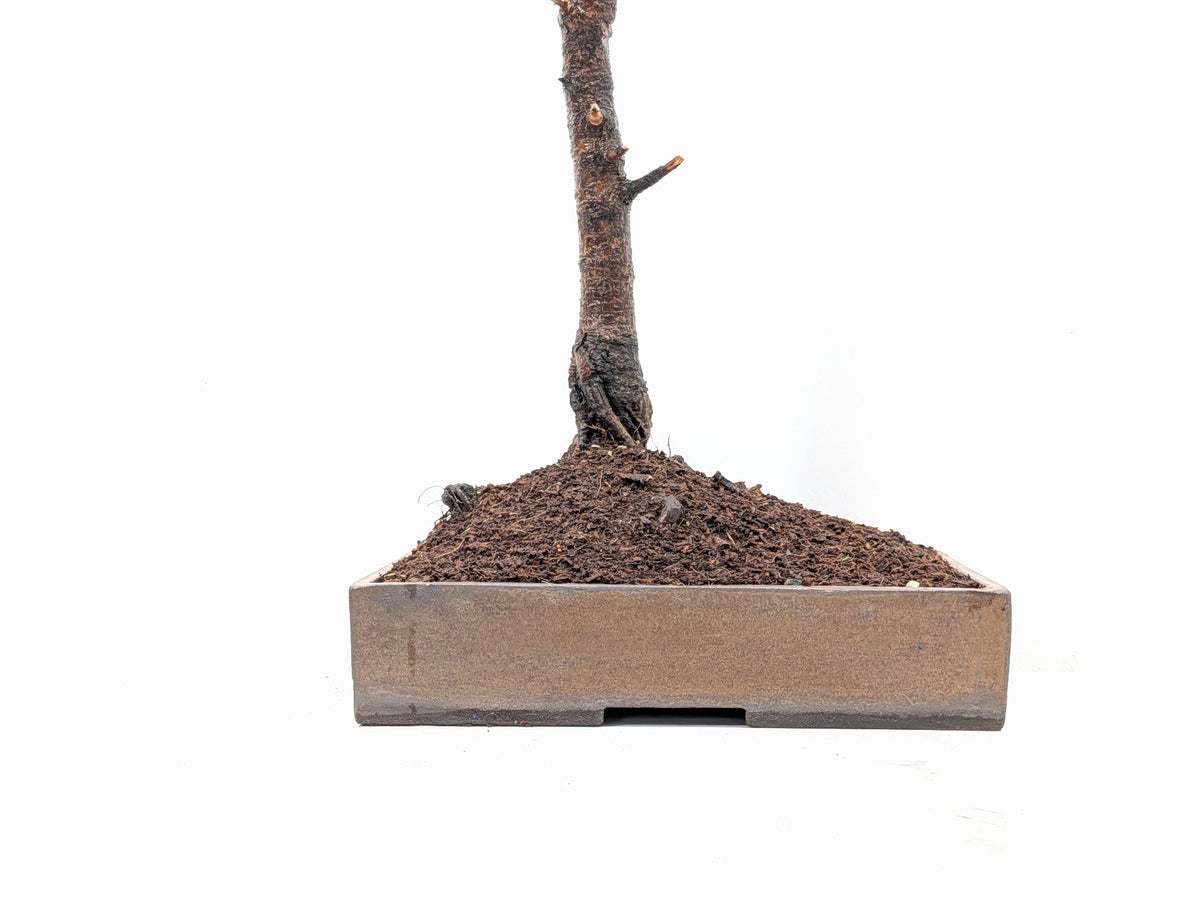 Spruce Bonsai - 25cm Venus Brown Ceramic