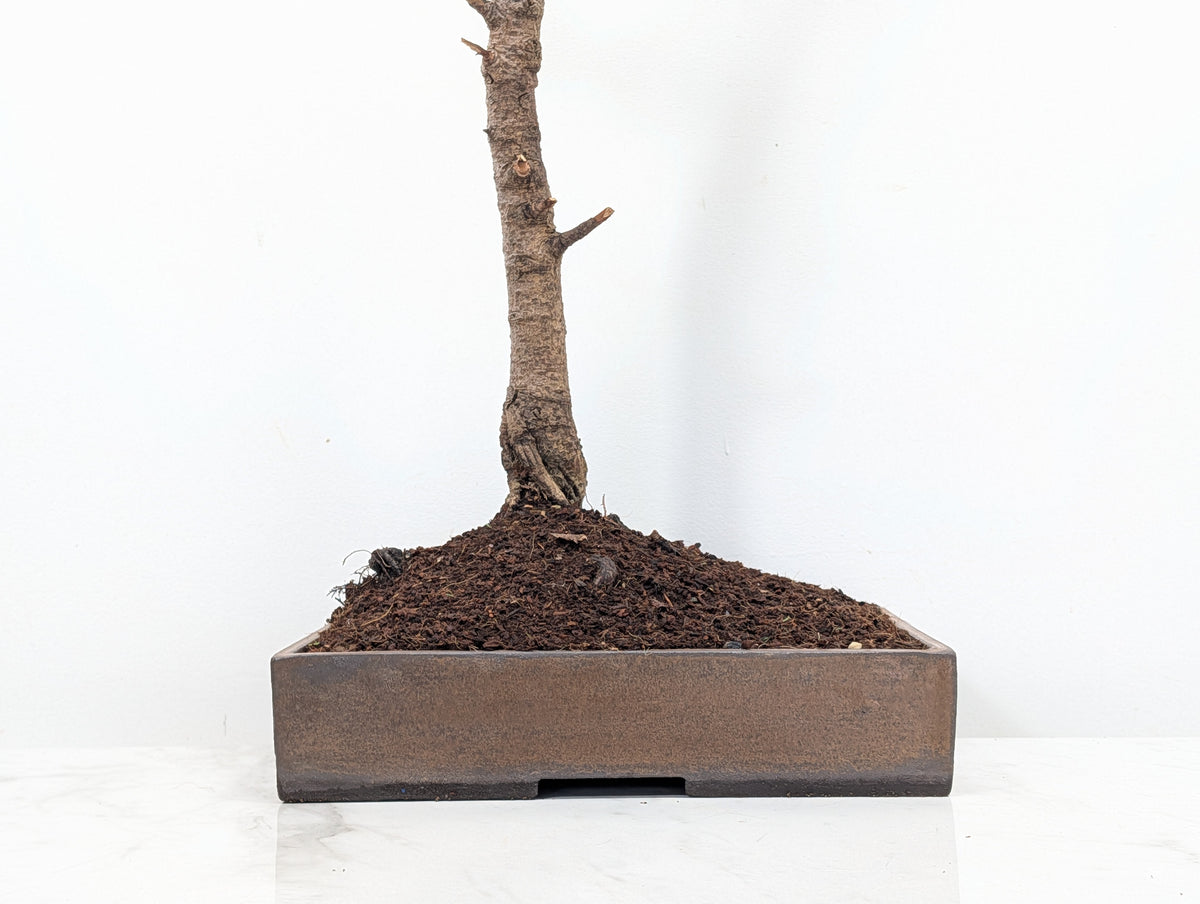 Spruce Bonsai - 25cm Venus Brown Ceramic