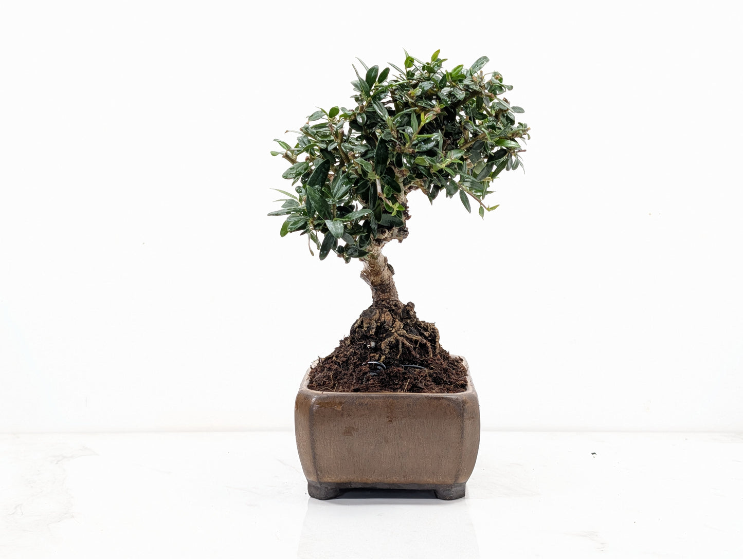 Dwarf Olive Bonsai