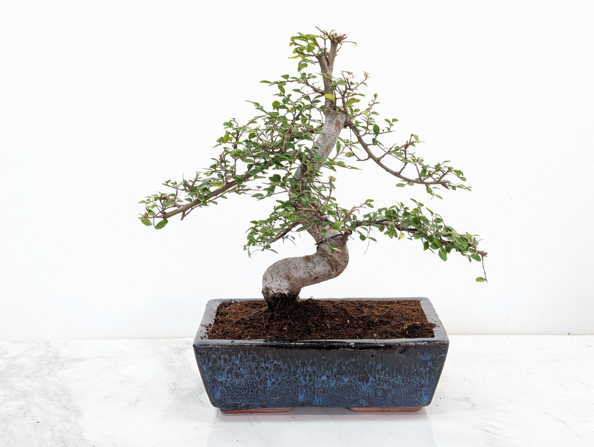 Chinese Elm Bonsai and Care Kit in 25cm Navy Ceramic Pot