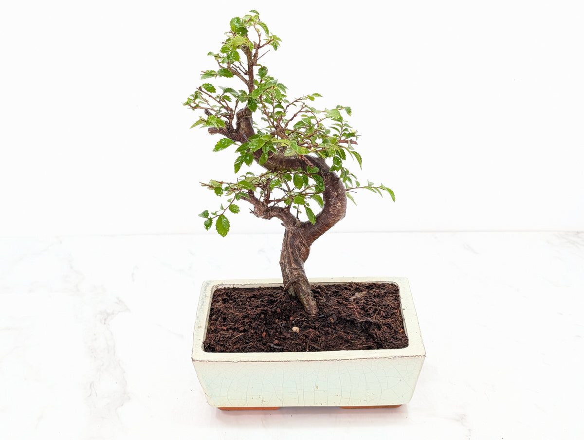 Chinese Elm Bonsai and Care Kit in 18cm Cream Ceramic Pot