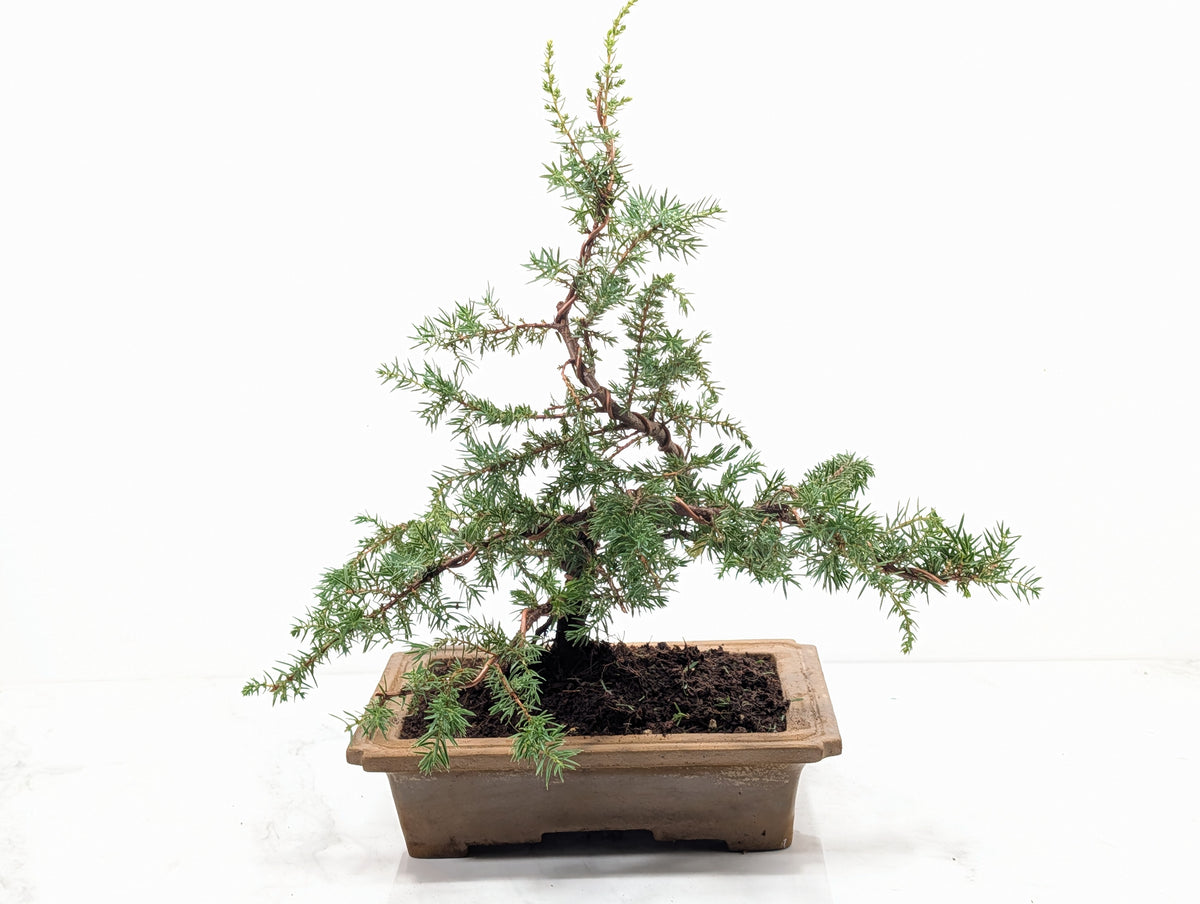 Juniper -Juniperus communis - Bonsai - 20.5cm Topaz Large Rimmed Dish
