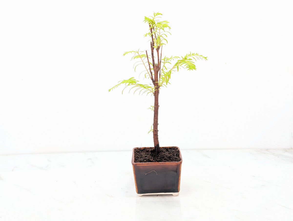 Dawn Redwood Bonsai Starter Tree