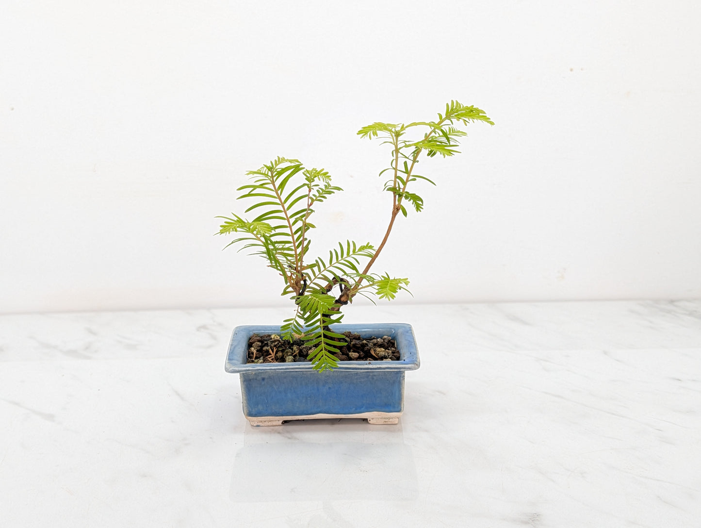Dawn Redwood Bonsai Starter Tree