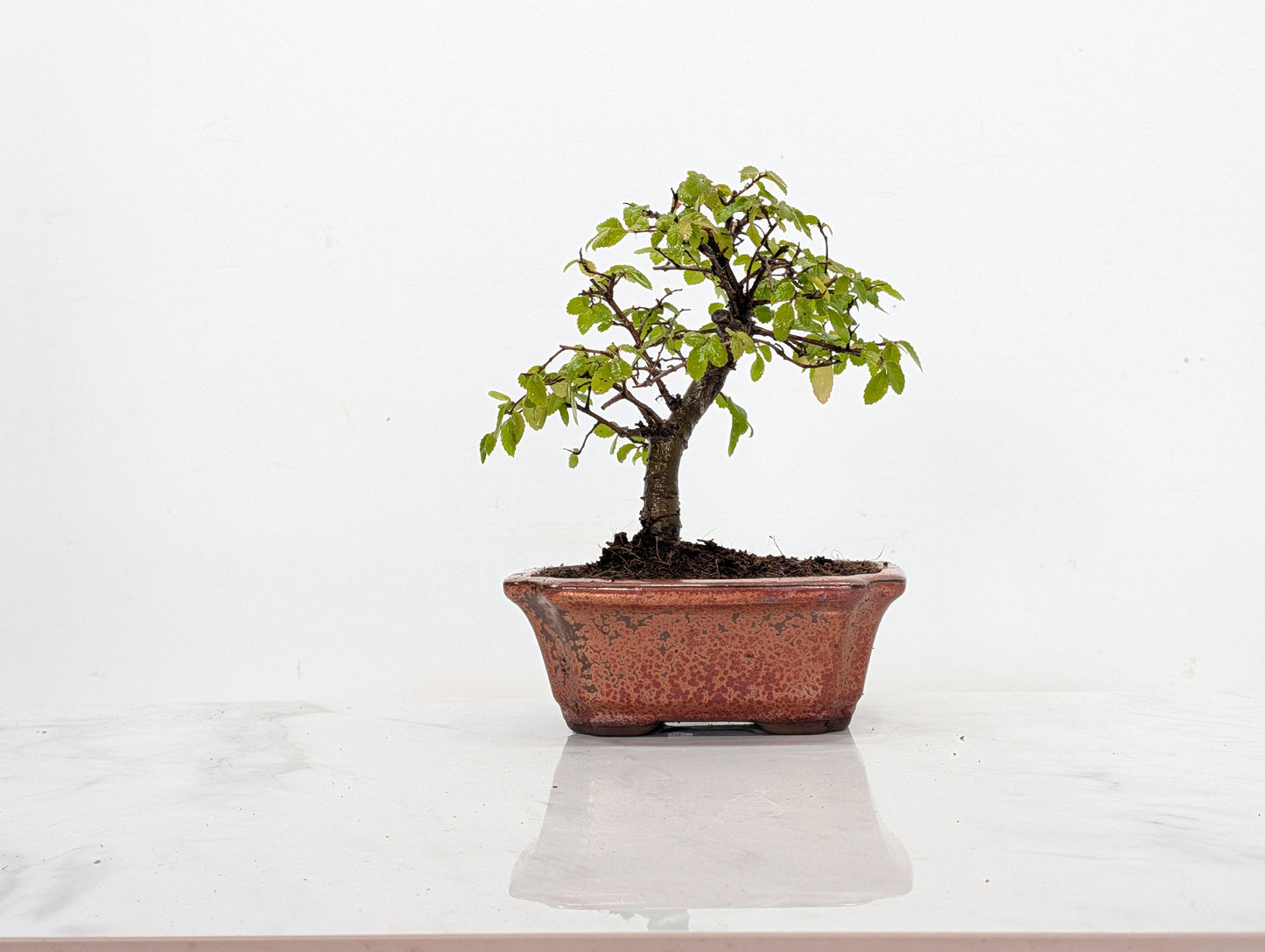 Chinese Elm Bonsai + Full Care Kit in a 15cm Bronze Ceramic Pot
