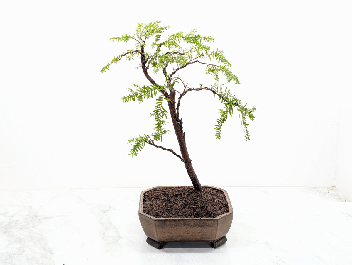 Eastern Hemlock - Tsuga Bonsai