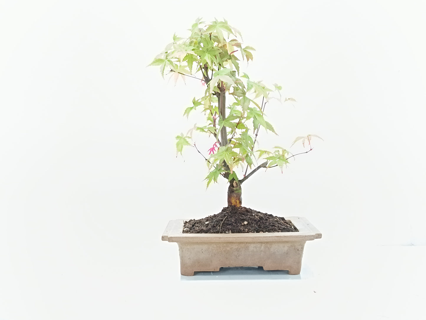 Deshojo Japanese Maple Bonsai & Care Kit