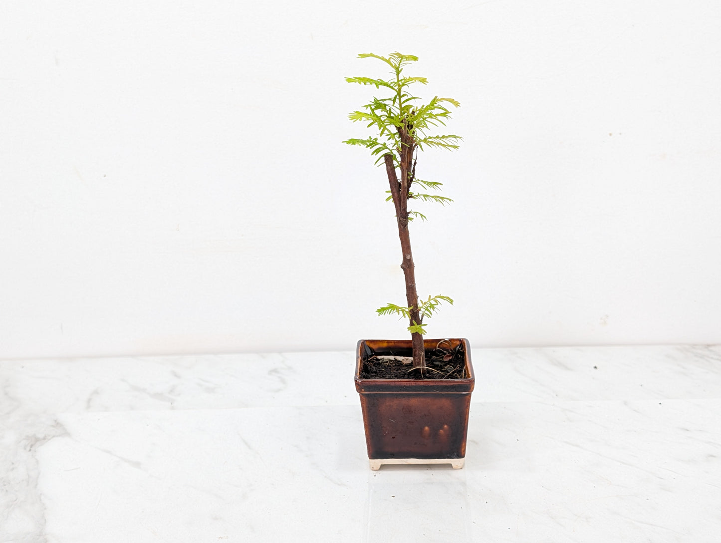 Dawn Redwood Bonsai Starter Tree