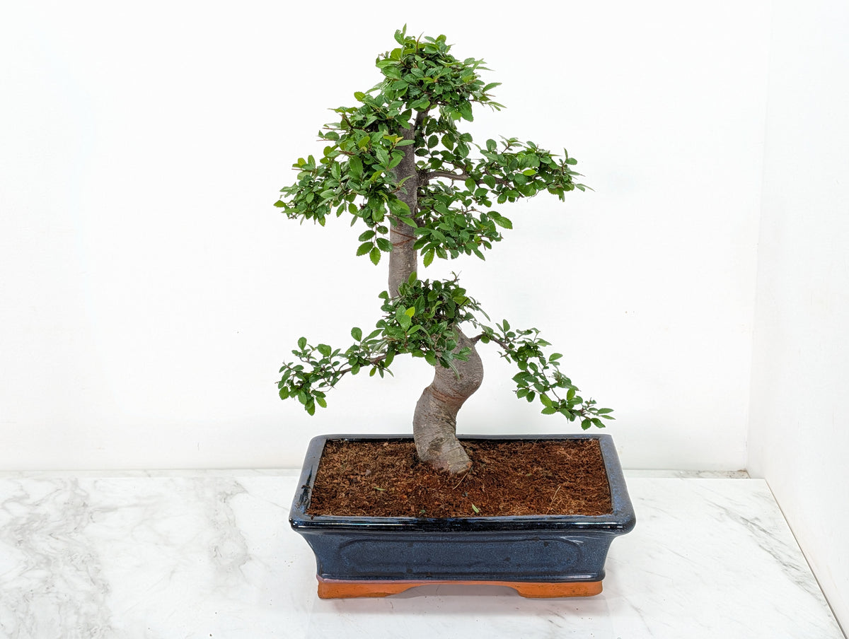 Large Chinese Elm Bonsai in 30cm Blue Ceramic Pot