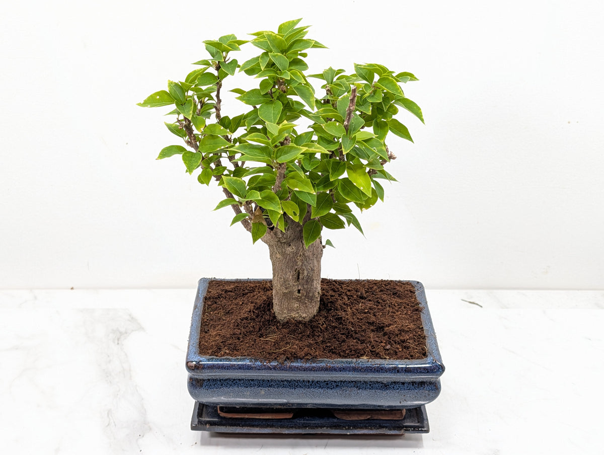 Bougainvillea - Pink Flowering Bonsai 20cm Blue Pot