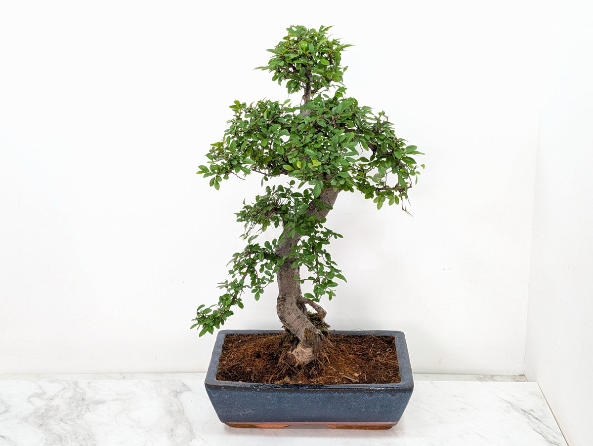 Large Chinese Elm Bonsai in 30cm Blue Ceramic Pot