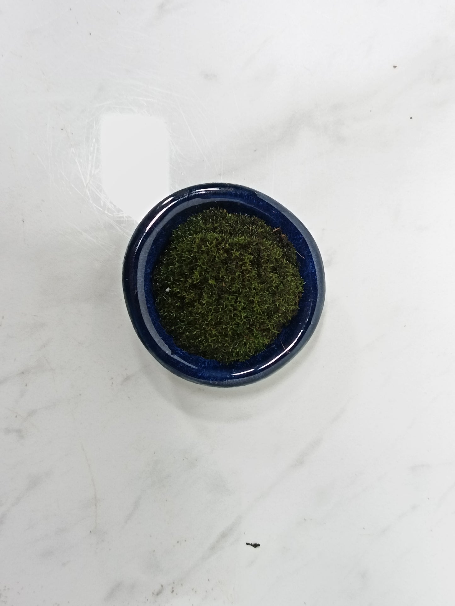 Kusamono - 'Accent Plant - 'Simple Moss'