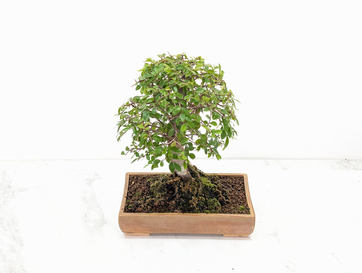 Chinese Elm Bonsai in 20cm Topaz Ceramic Dish+ Care Kit