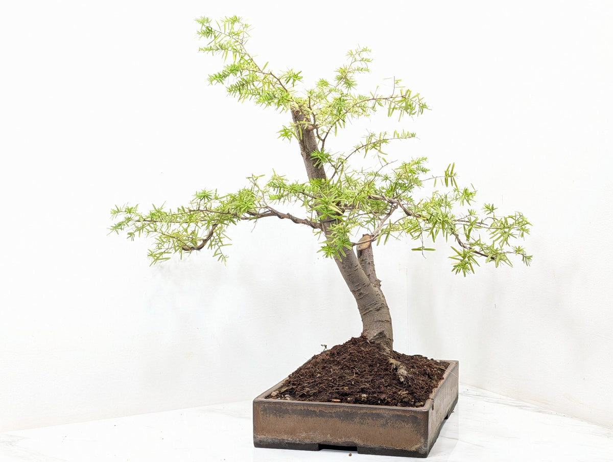 Eastern Hemlock - Tsuga Bonsai