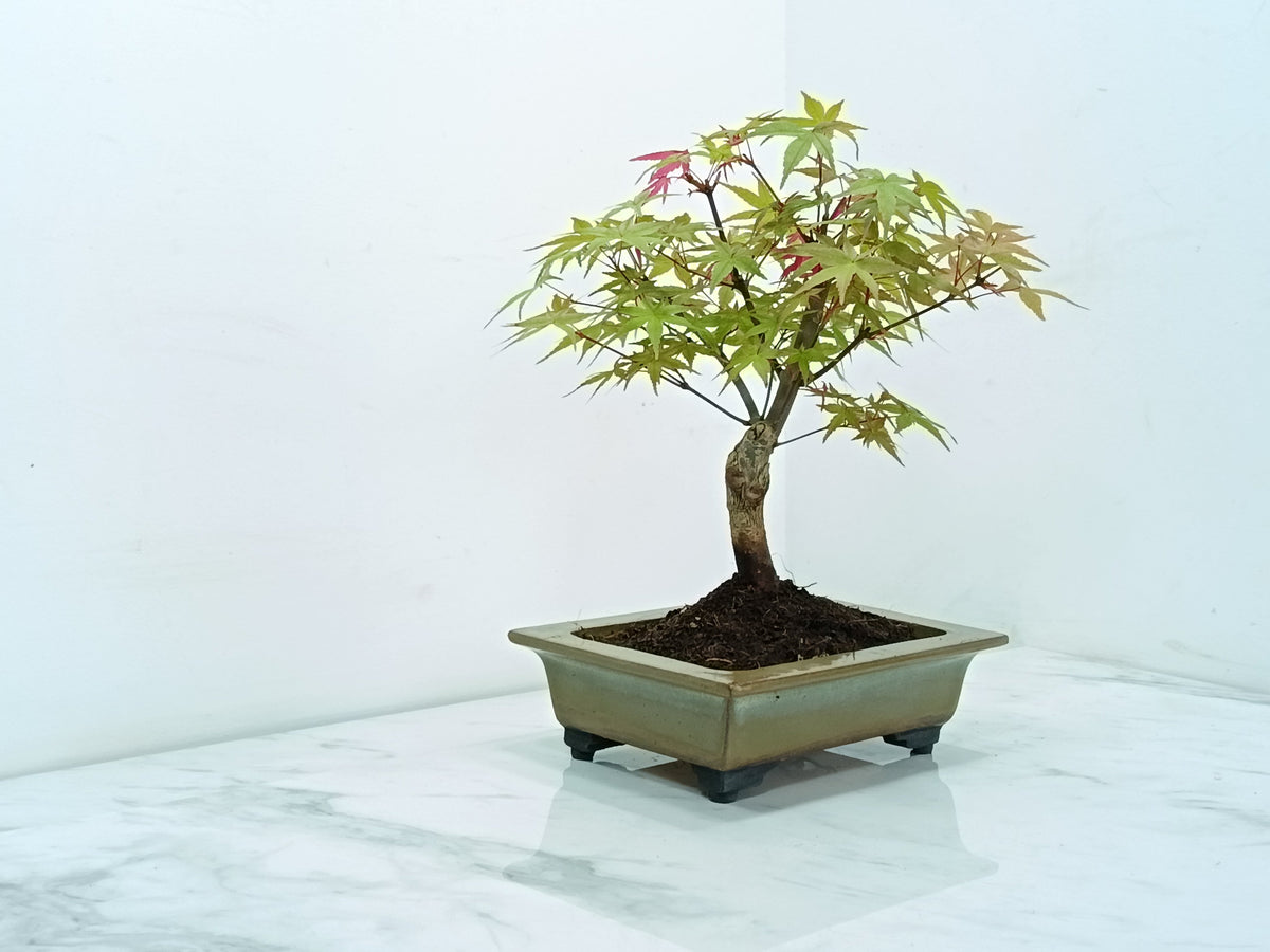 Deshojo Japanese Maple Bonsai & Care Kit