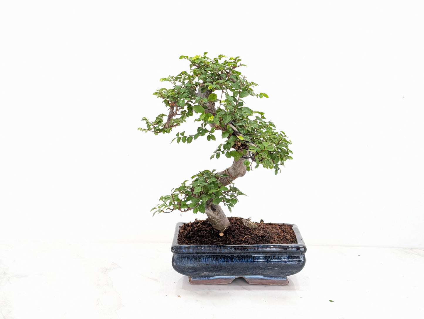 Chinese Elm Bonsai and Care Kit in 18cm Navy Ceramic Pot
