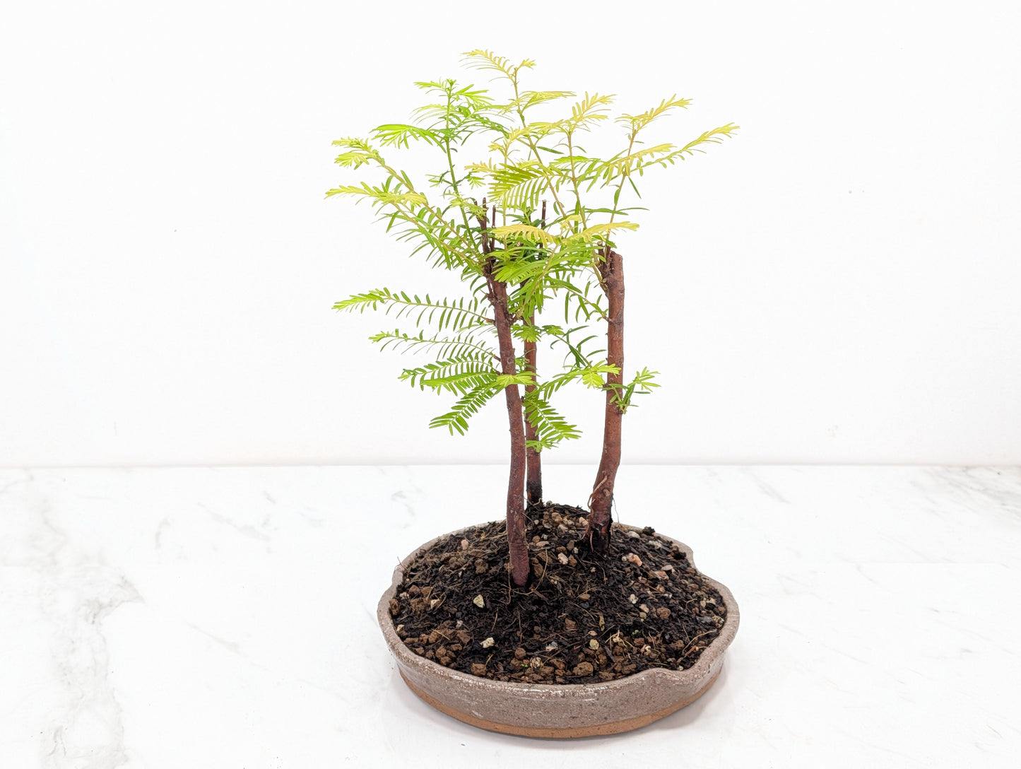 Dawn Redwood Bonsai 3 Tree Group