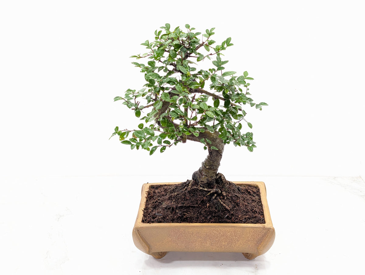 Chinese Elm Bonsai and Care Kit in 22cm Topaz Ceramic Dish
