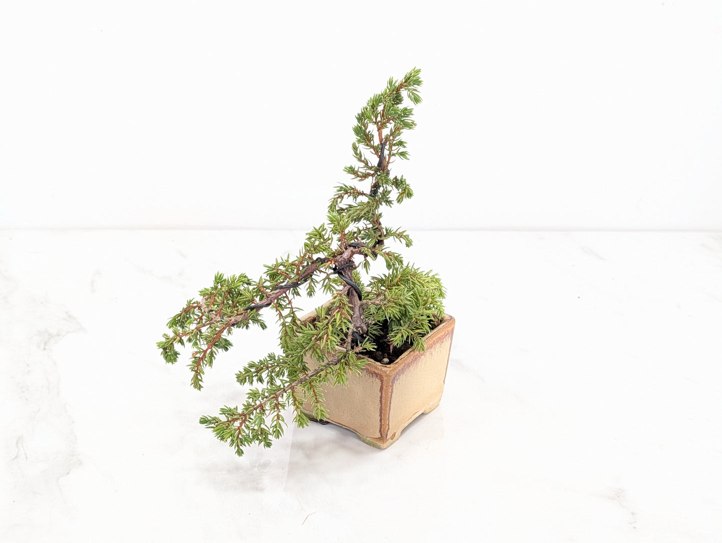 Juniper -Juniperus - Bonsai Starter