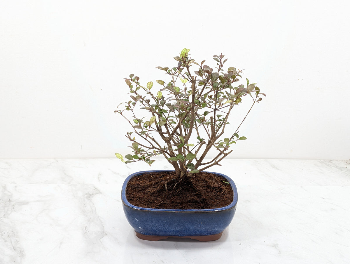 New Zealand Myrtle Bonsai