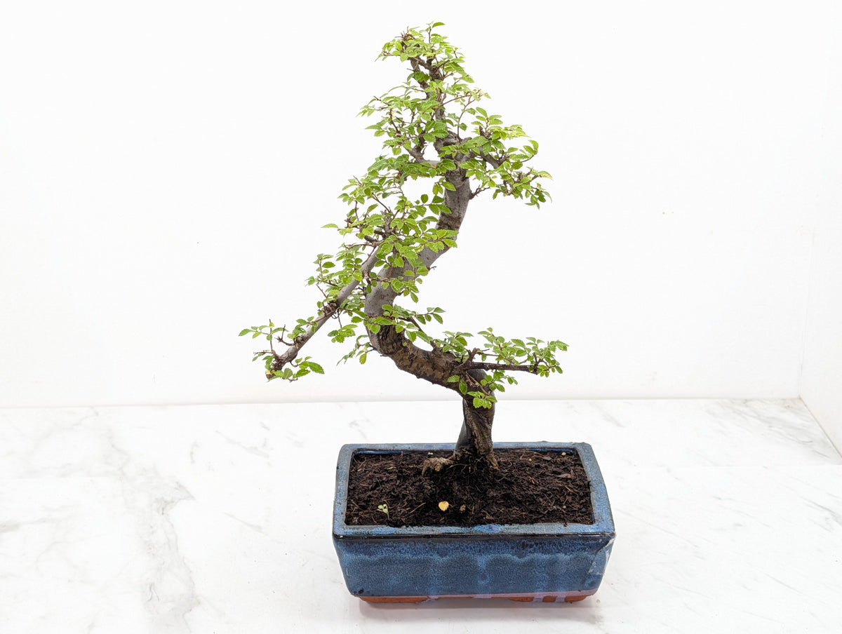 Chinese Elm Bonsai and Care Kit in 18cm Navy Ceramic Pot