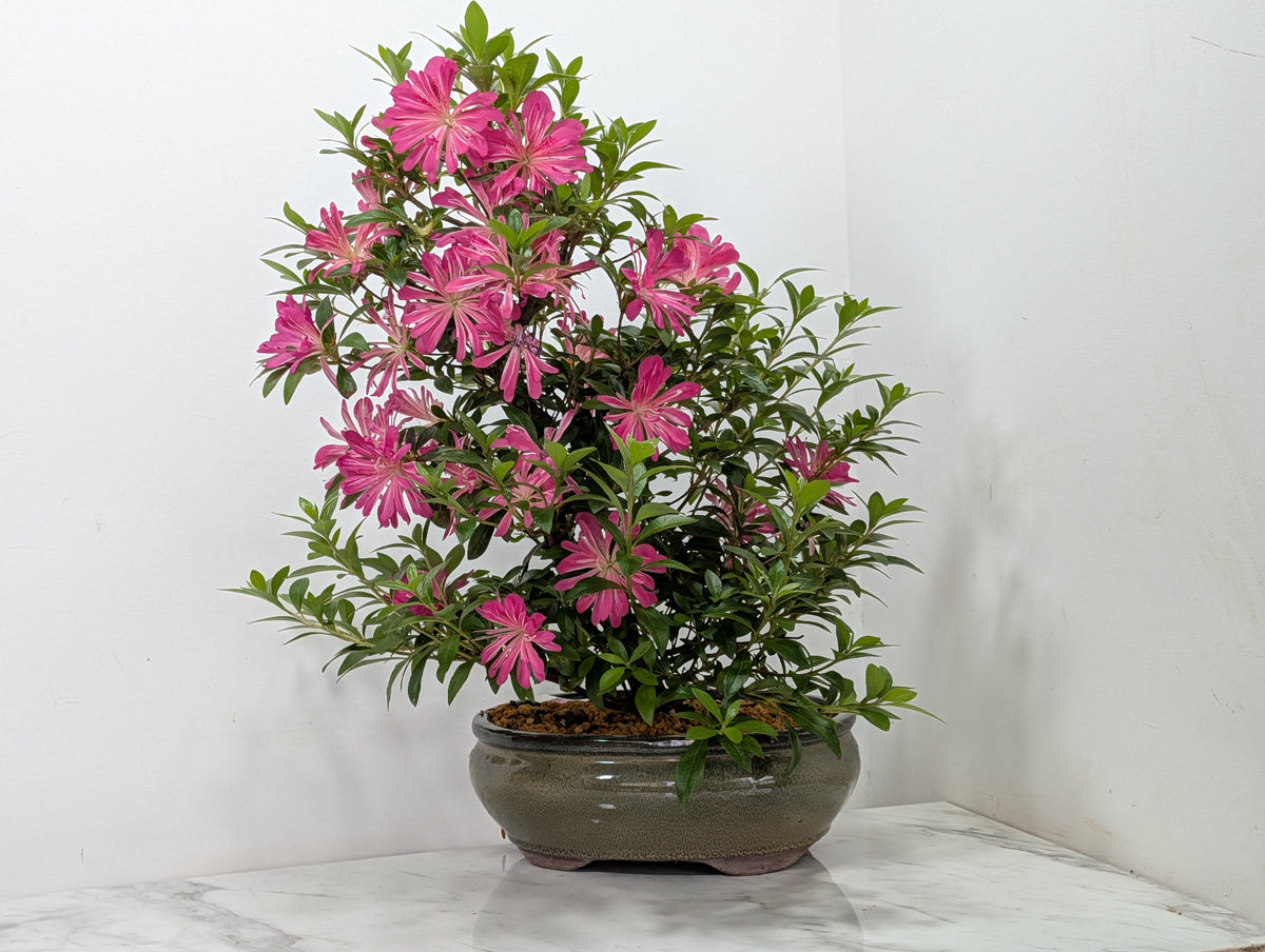 Satsuki Azalea Bonsai & Care Kit