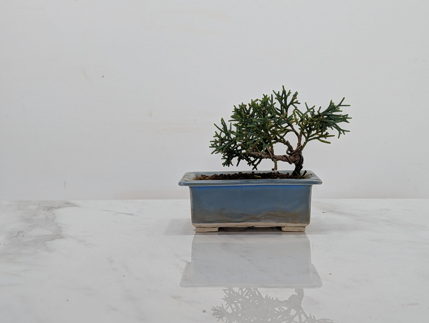 Juniper -Juniperus Chinesis Blaauw