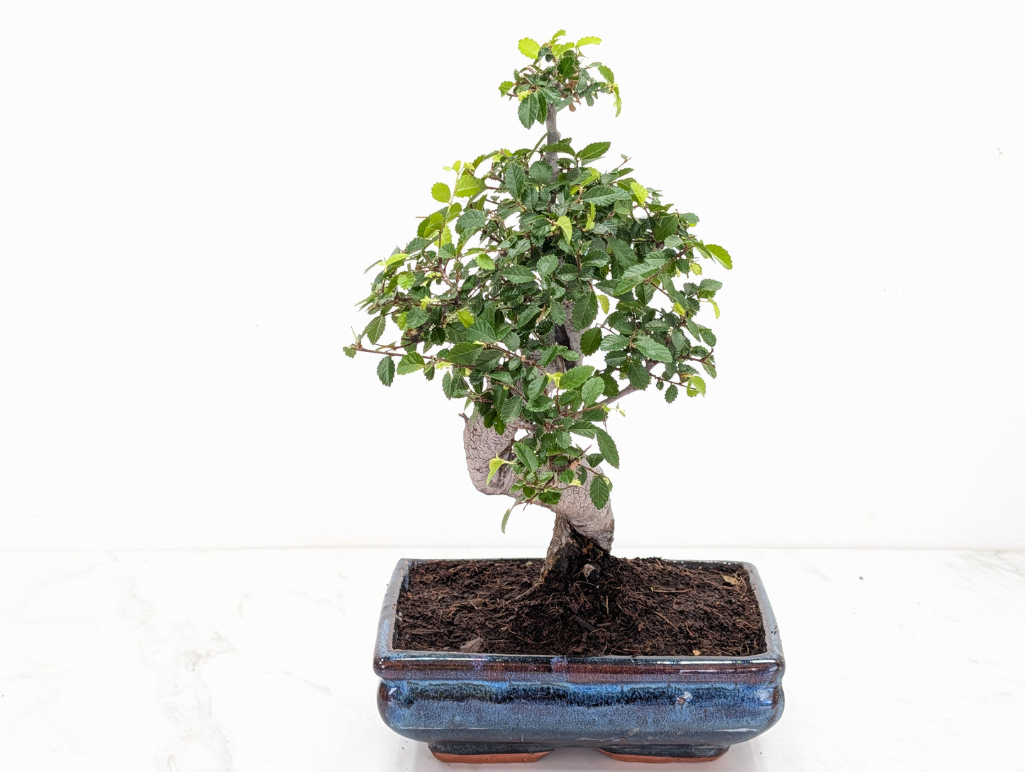 Chinese Elm Bonsai and Care Kit in 18cm Navy Ceramic Pot