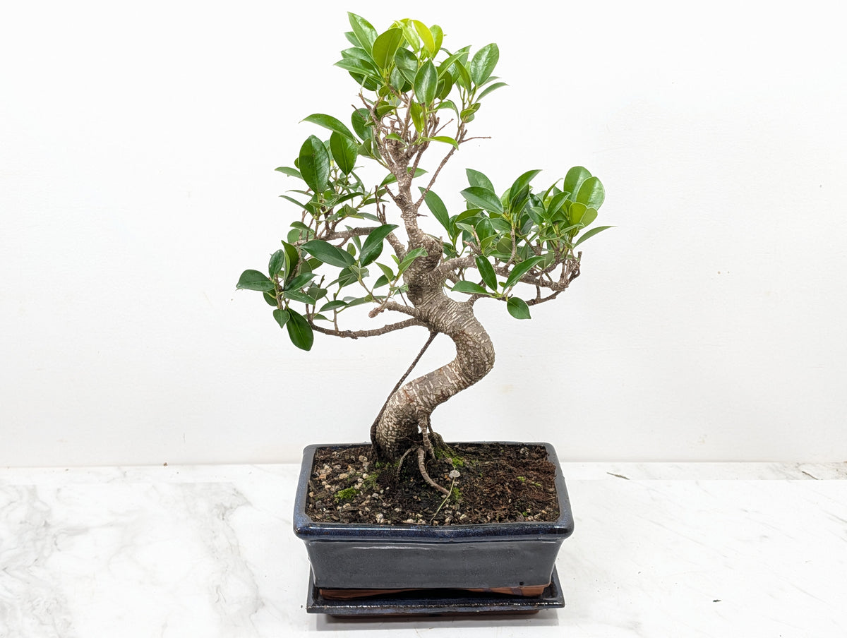 Banyan Fig Bonsai -20cm Navy Pot