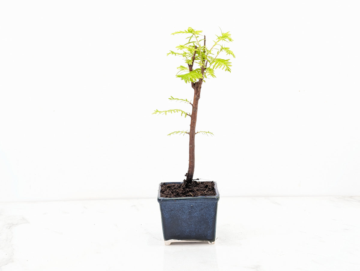 Dawn Redwood Bonsai Starter Tree
