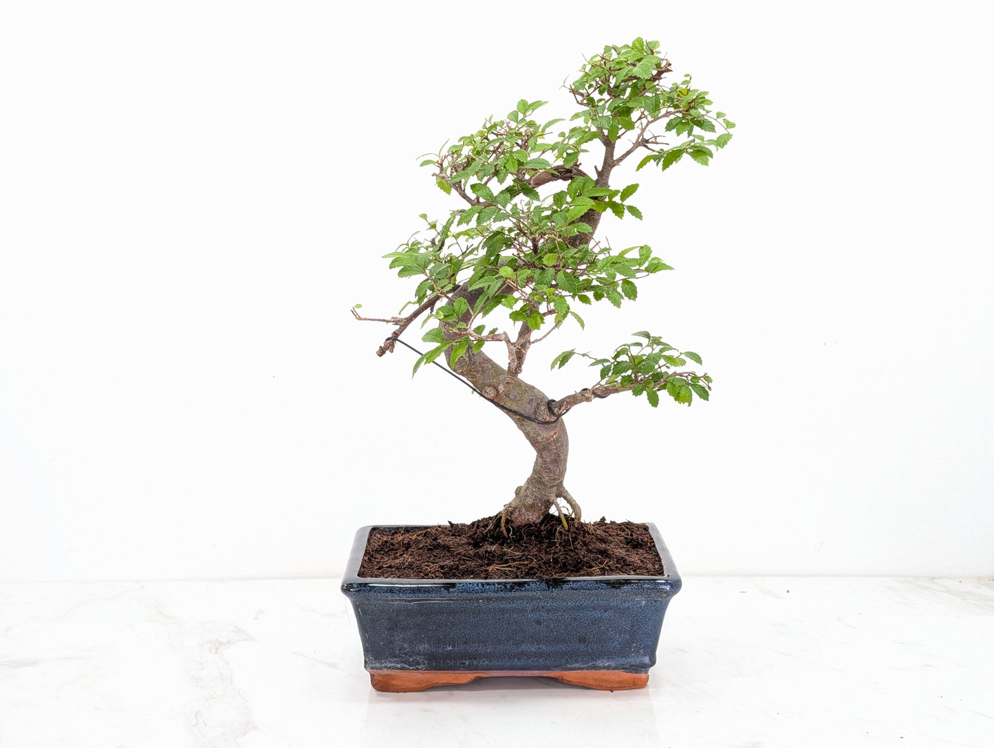Chinese Elm Bonsai and Care Kit in 18cm Navy Ceramic Pot