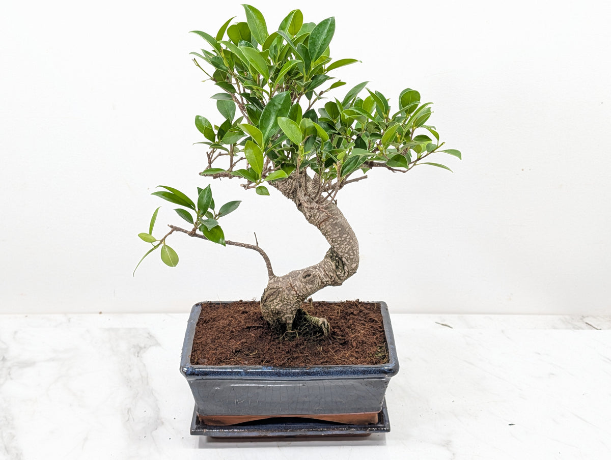 Banyan Fig Bonsai -20cm Navy Pot