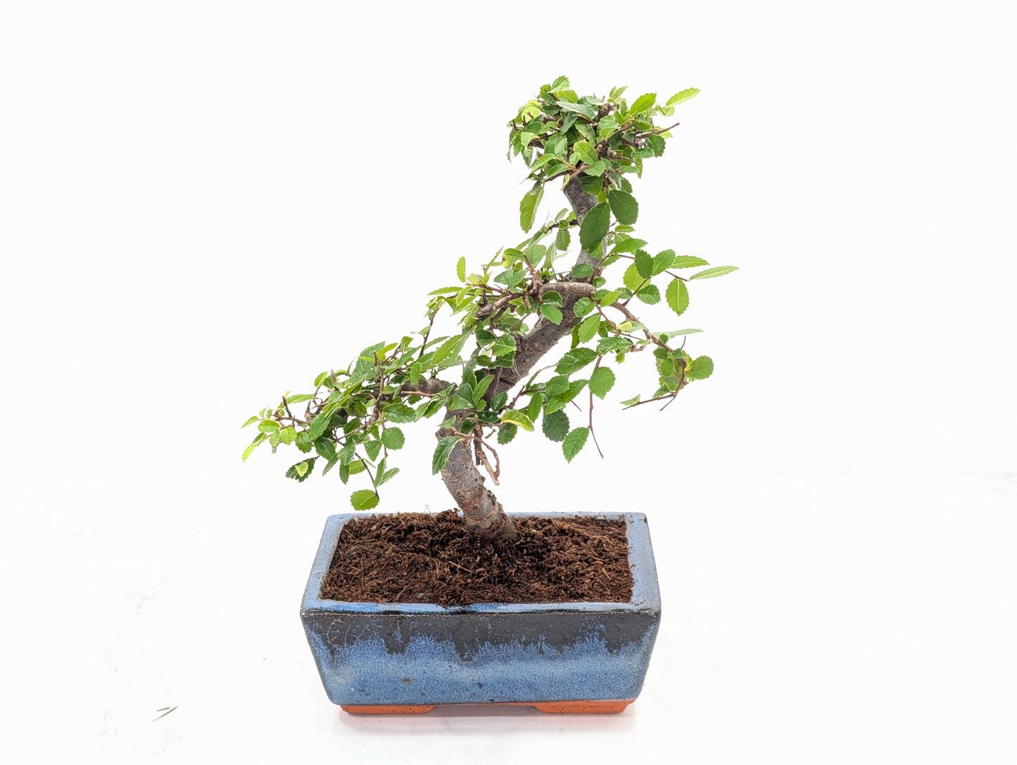 Chinese Elm Bonsai and Care Kit in 15cm Navy Ceramic Pot