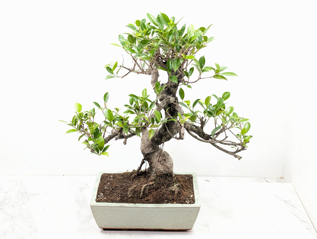 Banyan Fig Bonsai -25cm Cream Pot