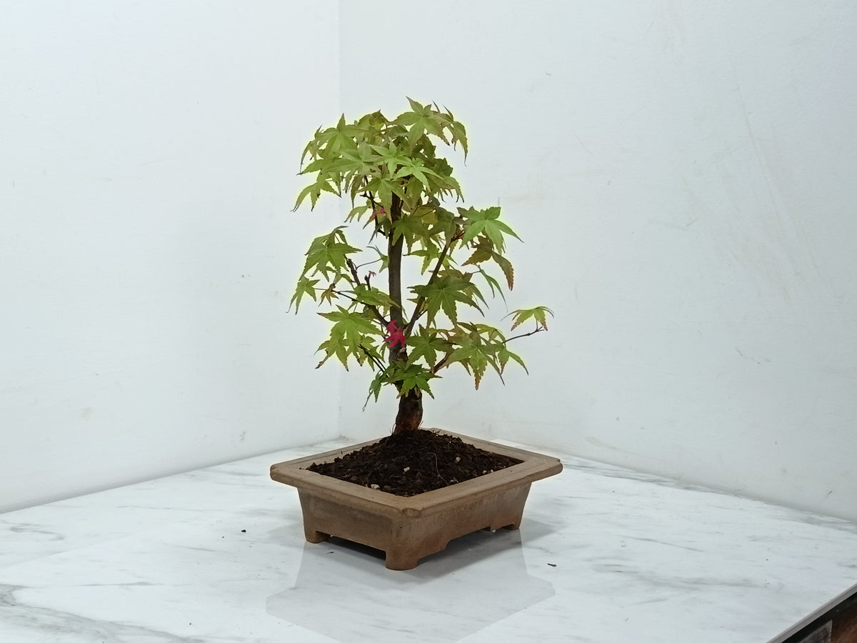 Deshojo Japanese Maple Bonsai & Care Kit