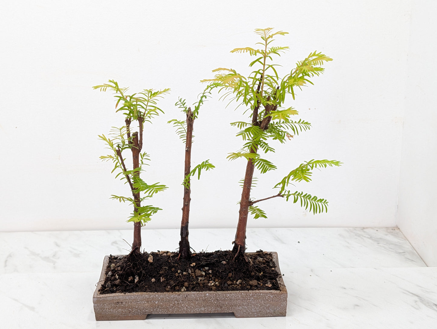 Dawn Redwood Bonsai 3 Tree Group