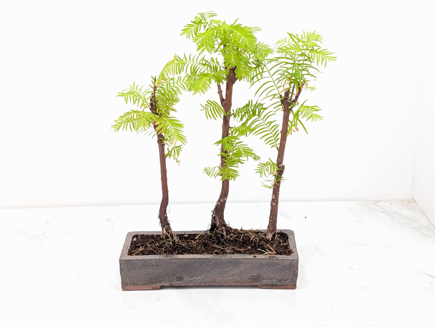 Dawn Redwood Bonsai 3 Tree Group