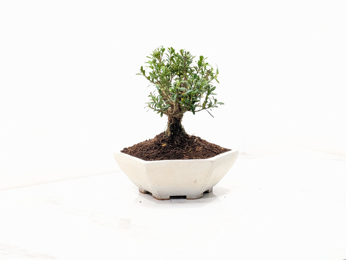 Chinese Box Bonsai - Buxus - 17cm Hexagon Dish
