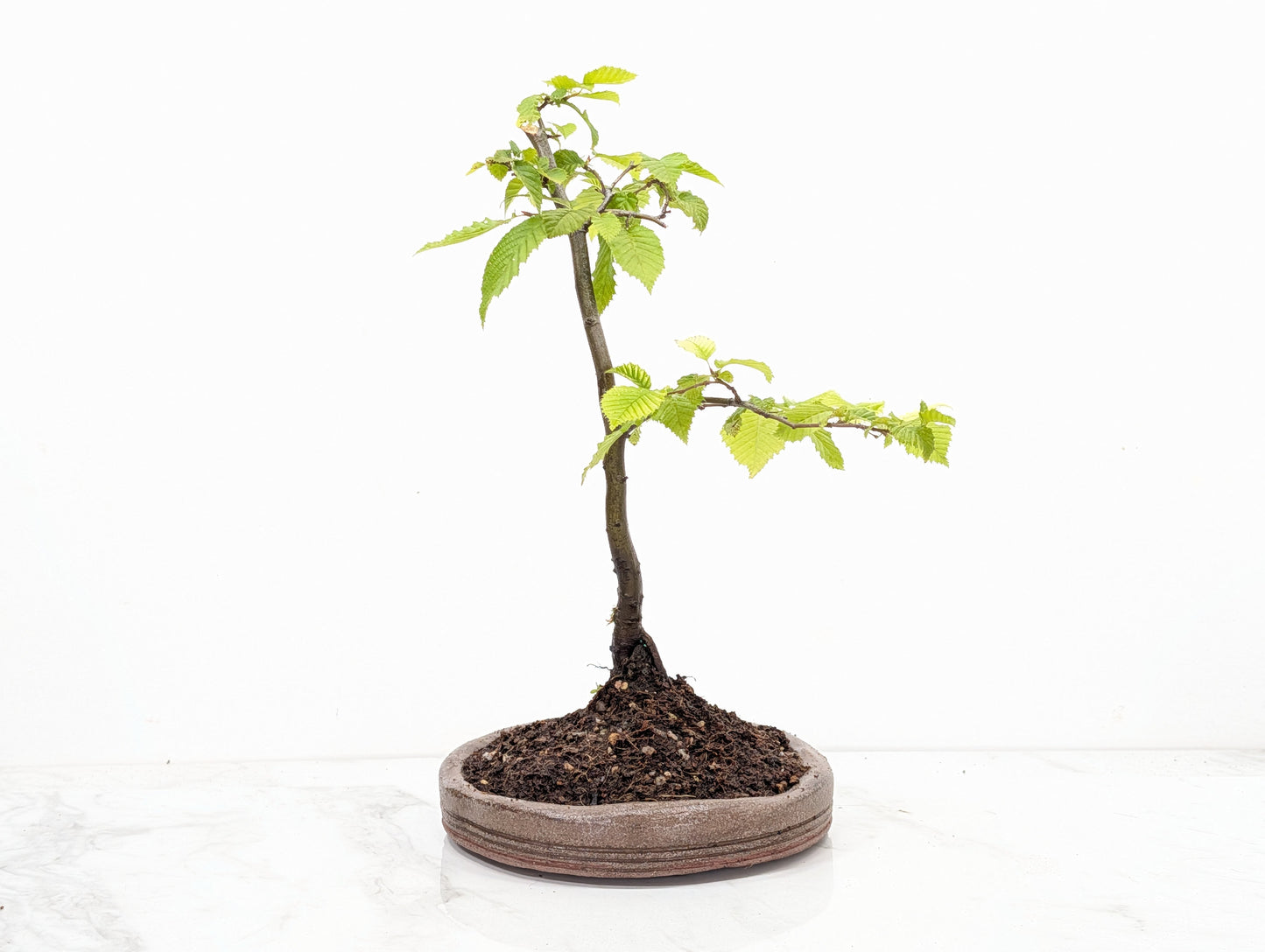 Hornbeam Bonsai in 19cm Nanban Pot