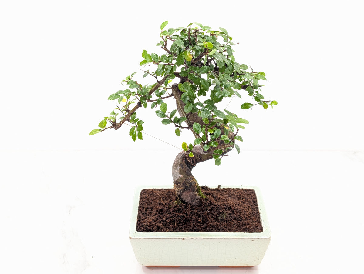 Chinese Elm Bonsai and Care Kit in 18cm Cream Ceramic Pot