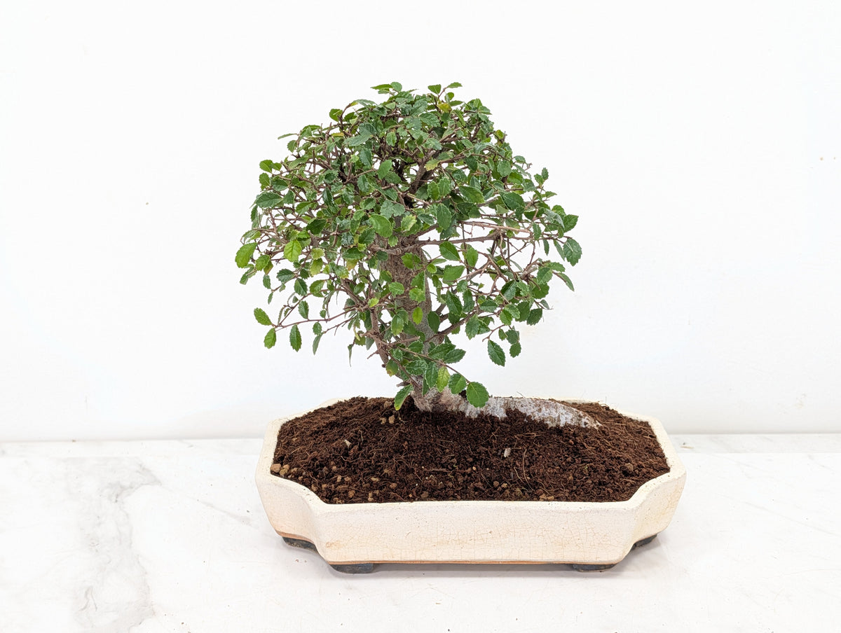 Chinese Elm Bonsai in 21cm Romantic Cream Ceramic Dish+ Care Kit