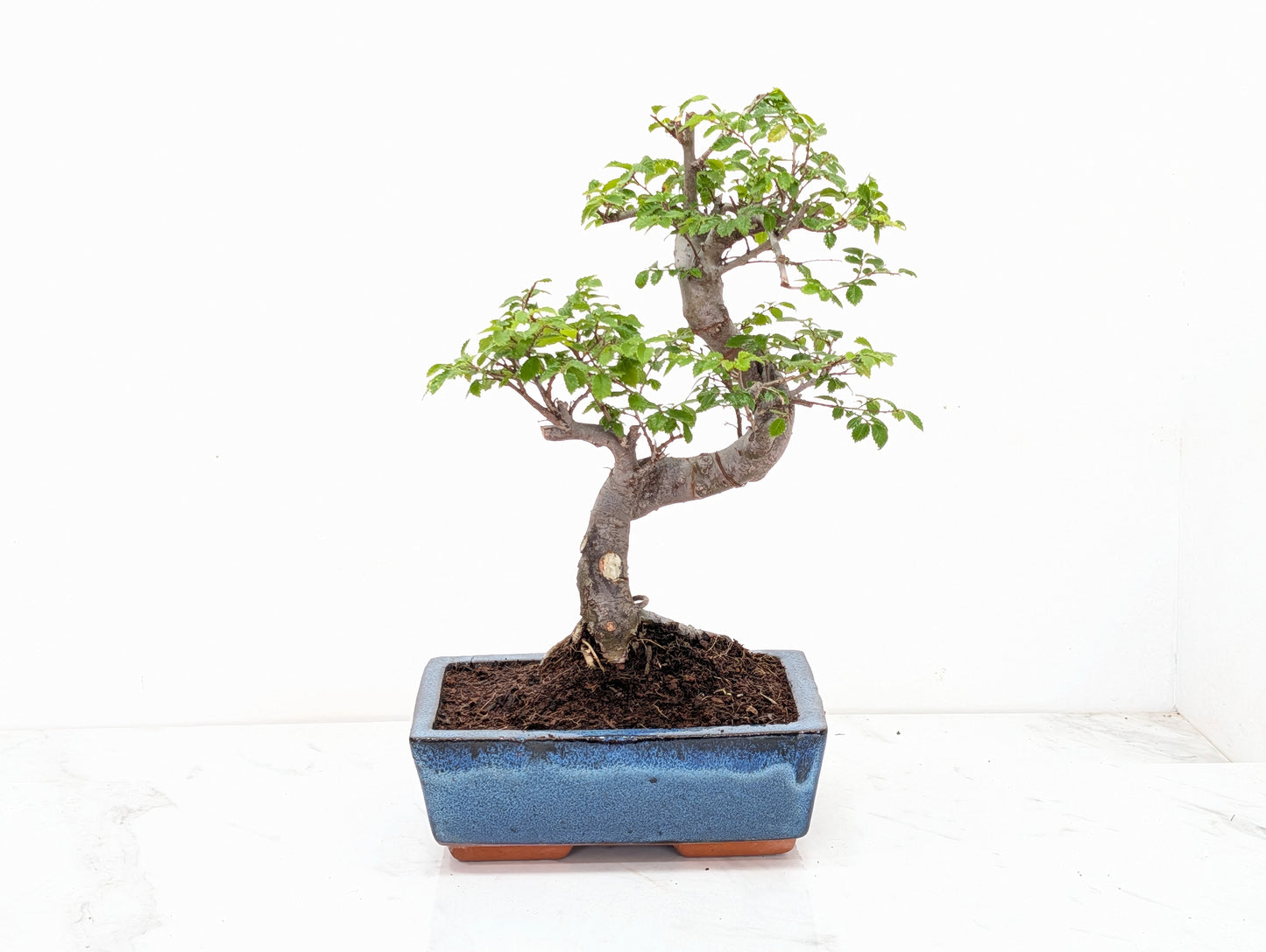Chinese Elm Bonsai and Care Kit in 18cm Navy Ceramic Pot
