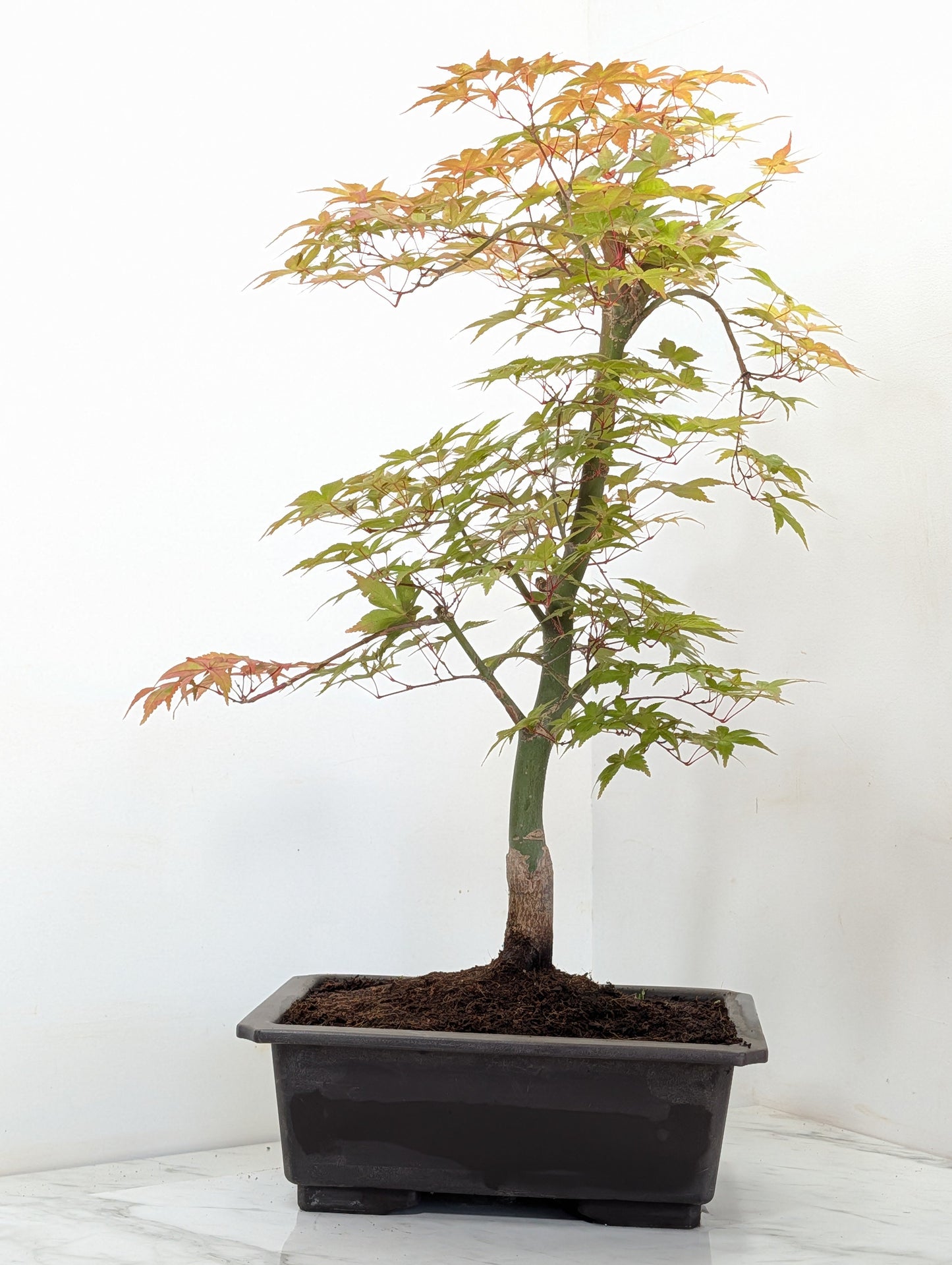 'Deshojo' Japanese Maple Bonsai