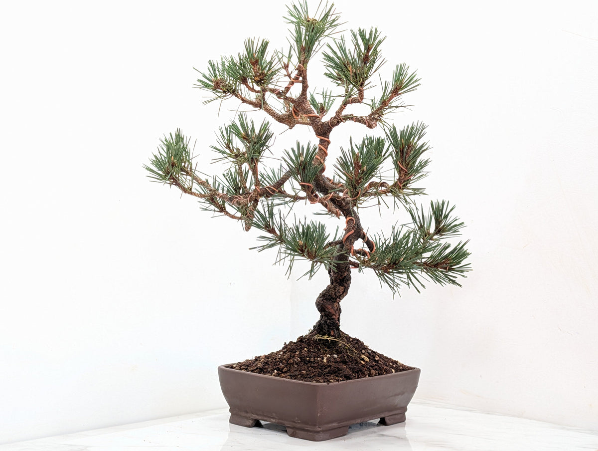 Japanese Black Pine Bonsai
