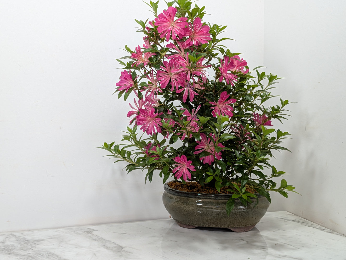 Satsuki Azalea Bonsai & Care Kit