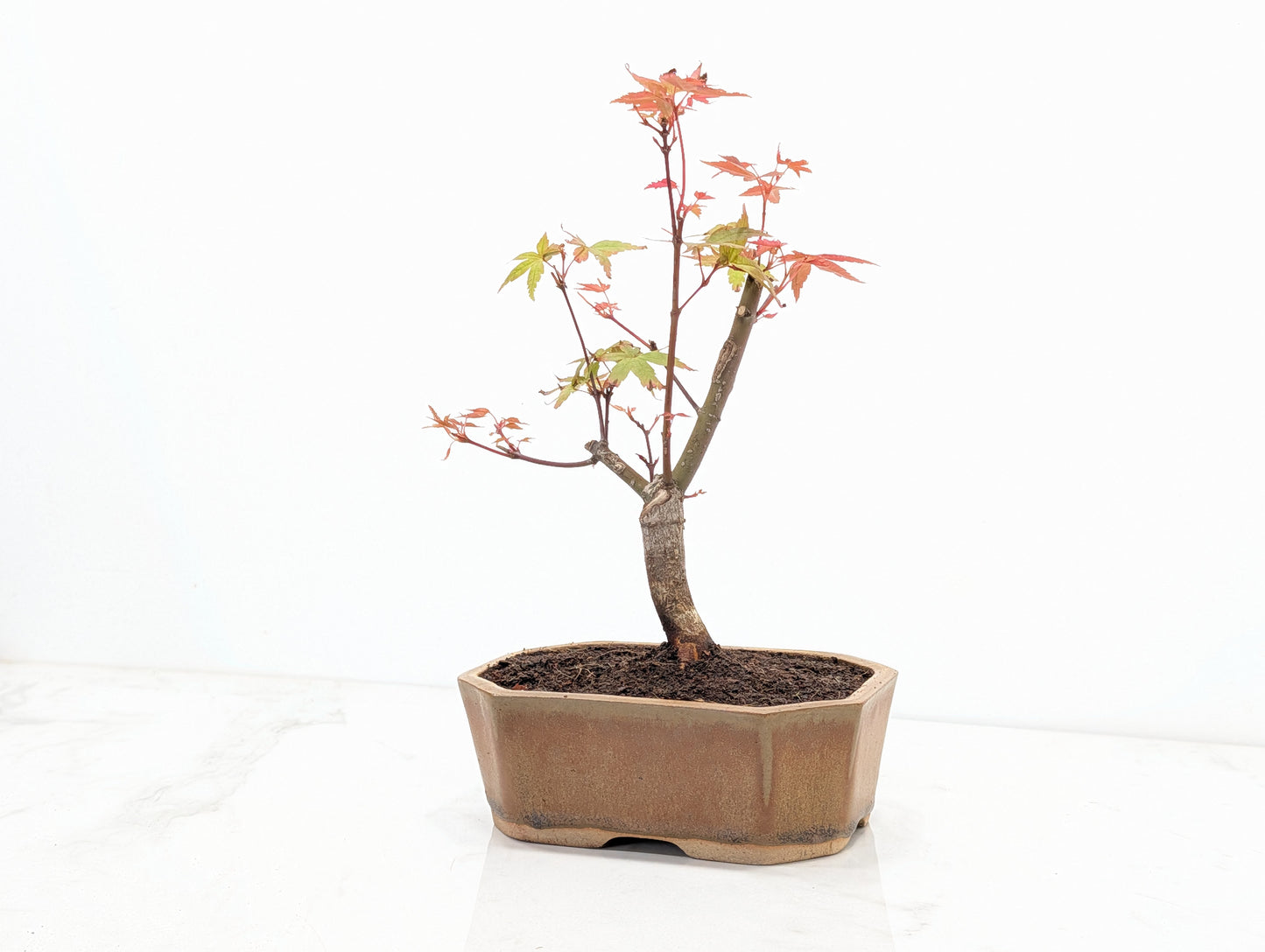 Deshojo Japanese Maple Bonsai + Care Kit